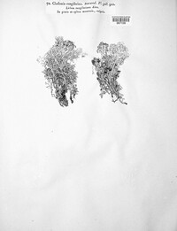 Cladonia rangiferina image